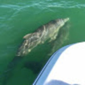 Meet your Posher, Anne